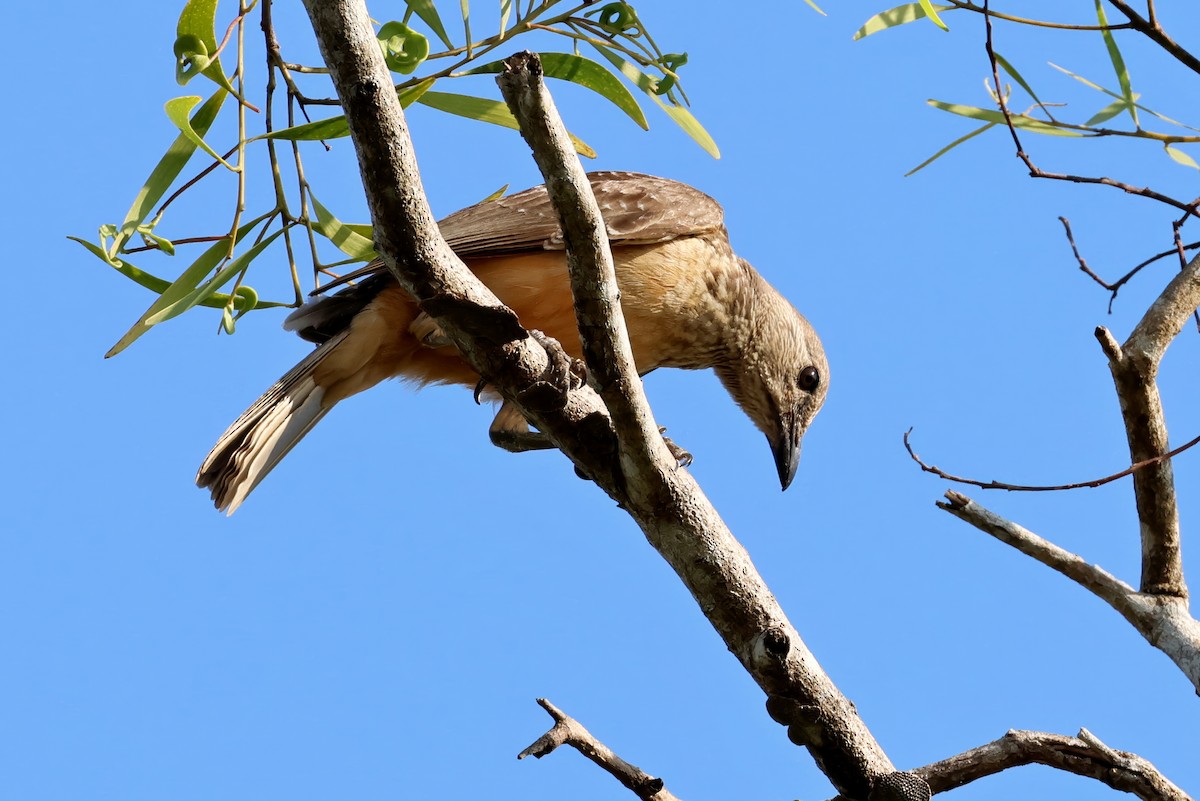 Fawn-breasted Bowerbird - ML647577166