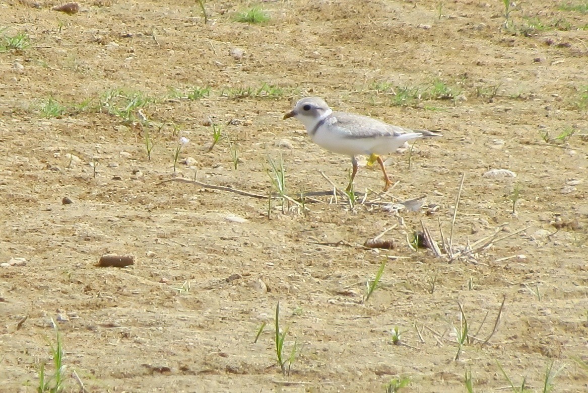 Islıkçı Cılıbıt - ML647577173