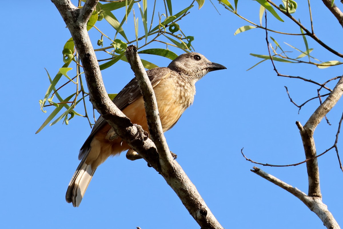Fawn-breasted Bowerbird - ML647577183