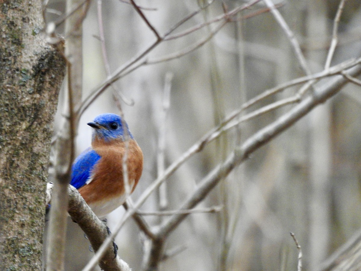 Eastern Bluebird - ML647577187
