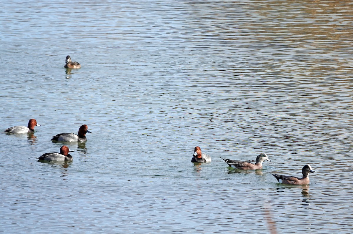 Porrón Americano - ML647577189