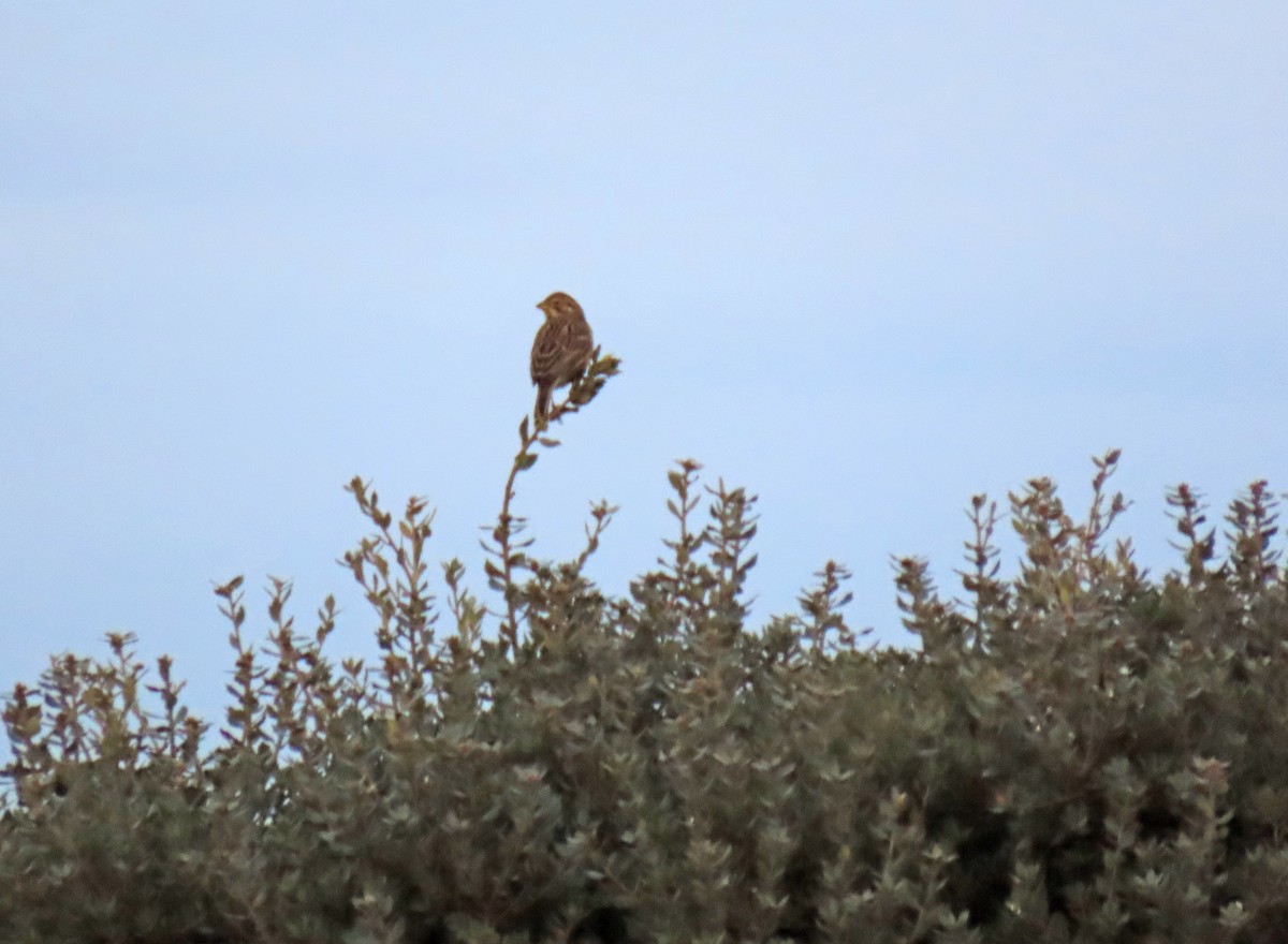 Bruant proyer - ML647577202