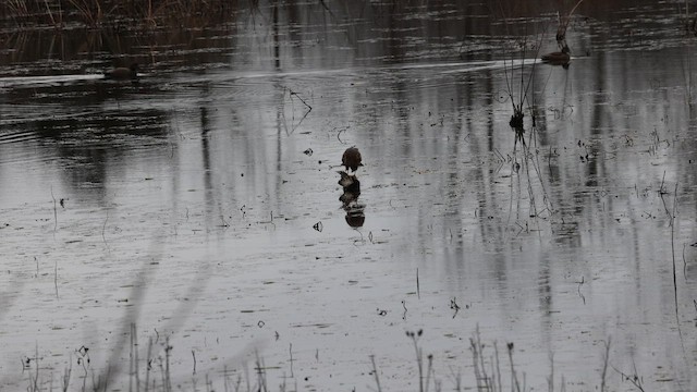 Лунь американський - ML647577206