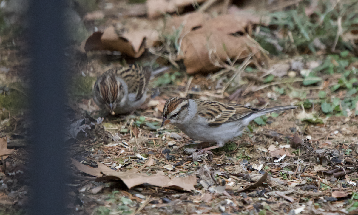 Chipping Sparrow - ML647577210