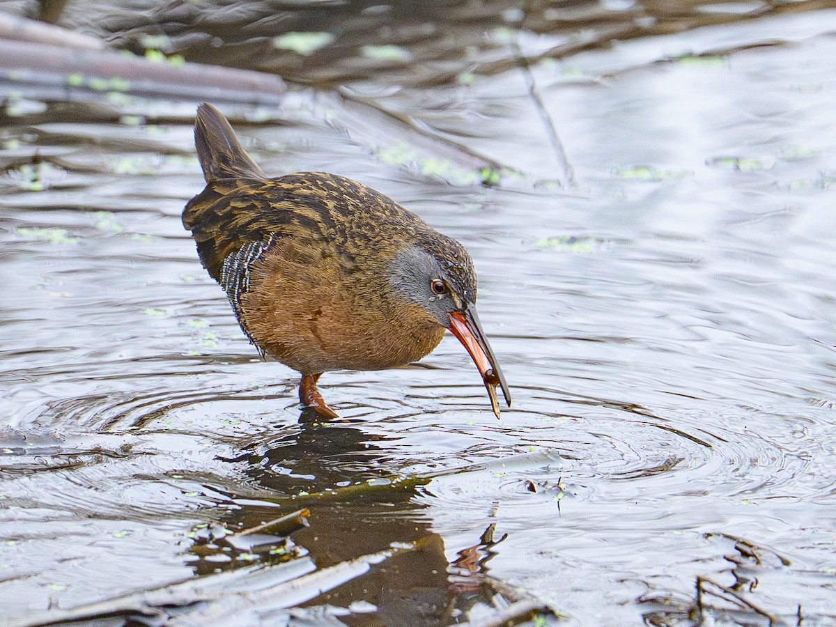 grynterikse - ML647577214