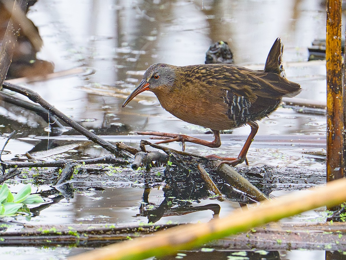 grynterikse - ML647577215