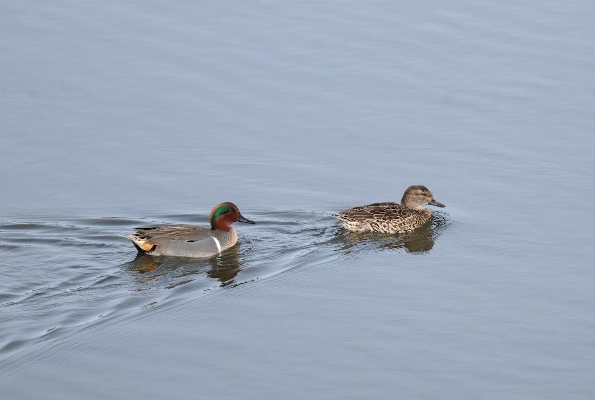 Zertzeta arrunta - ML647577218