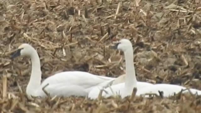 Лебідь чорнодзьобий - ML647577234