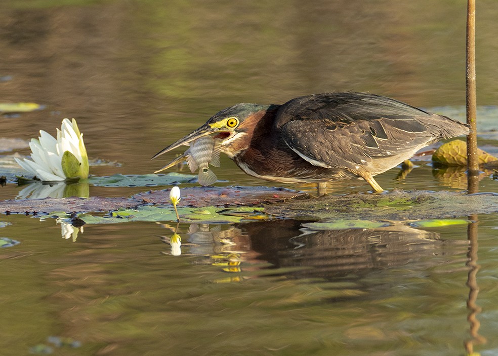 Green Heron - ML647577239
