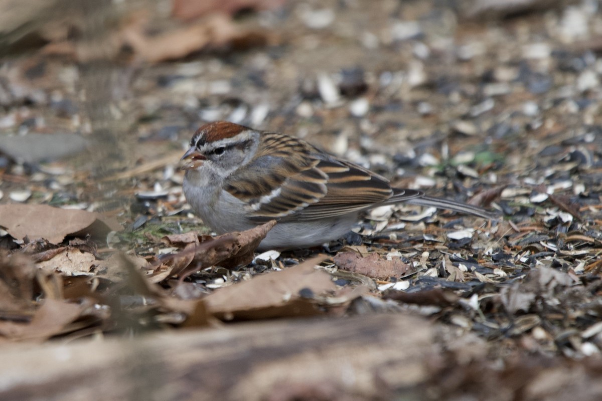 Chipping Sparrow - ML647577252