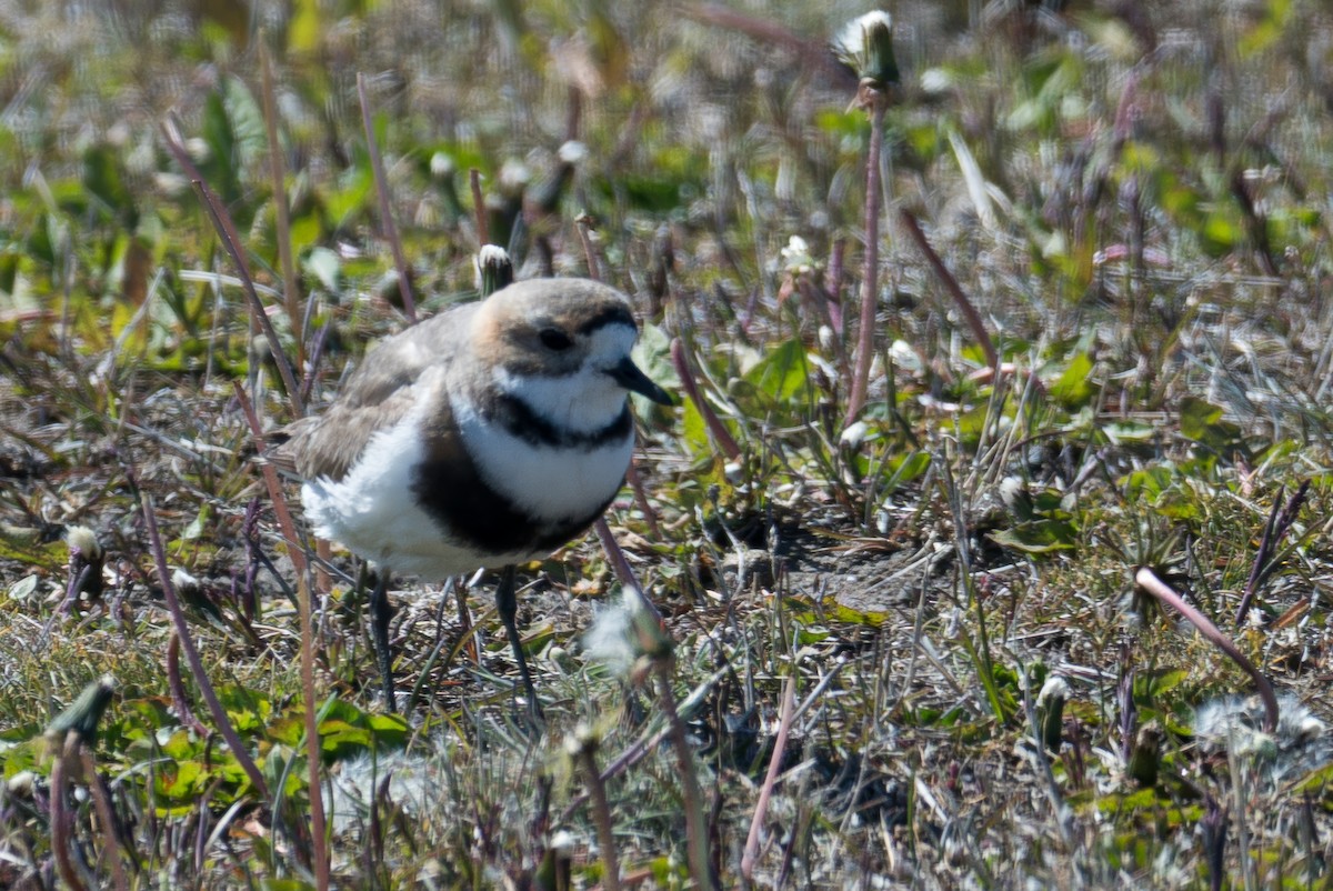 Two-banded Plover - ML647577254