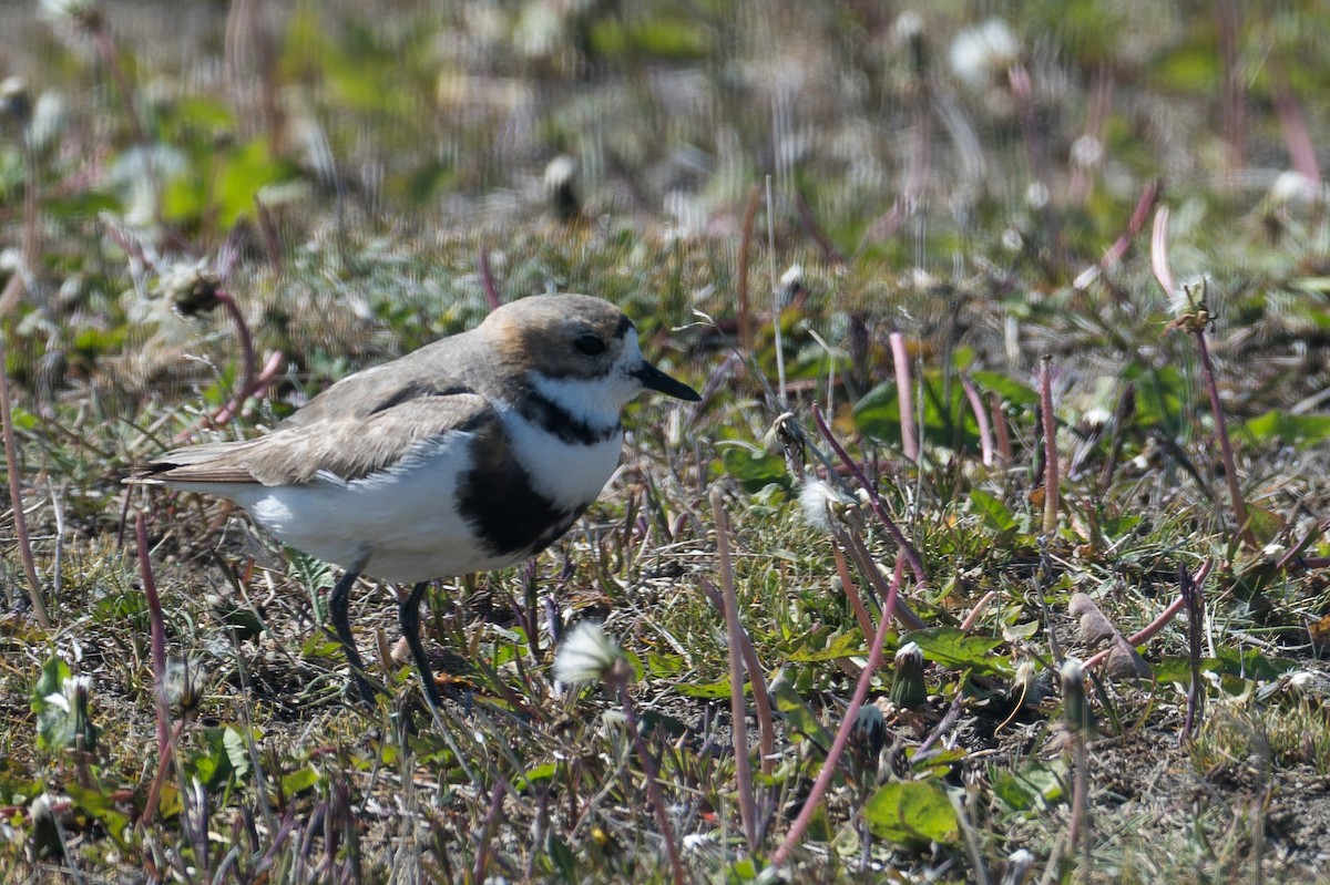 Two-banded Plover - ML647577255