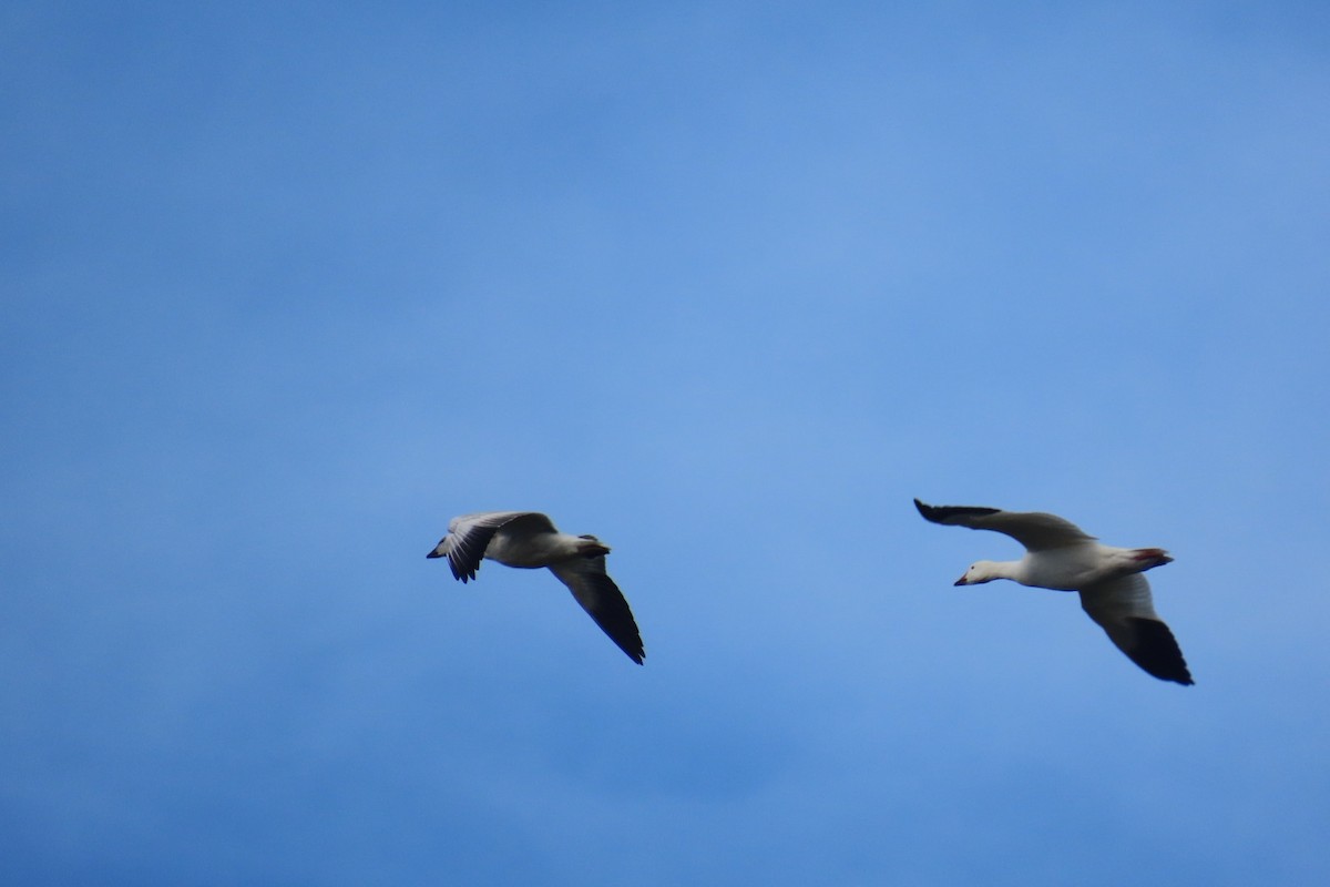 Snow Goose - ML647577262