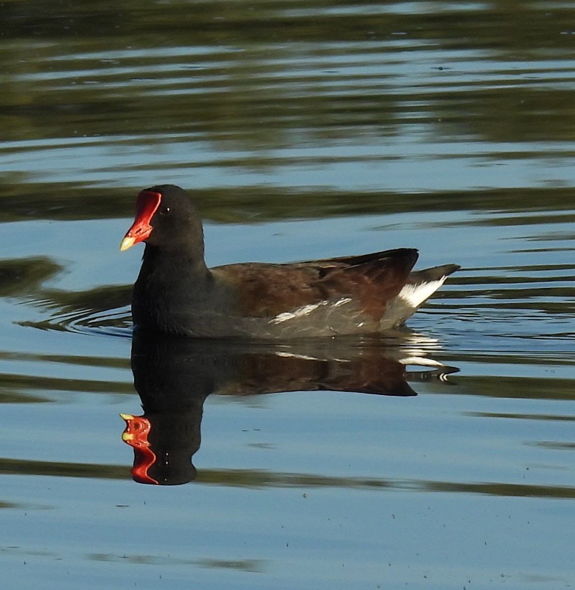 slípka americká - ML647577263