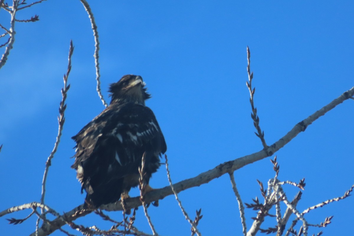 Bald Eagle - ML647577274