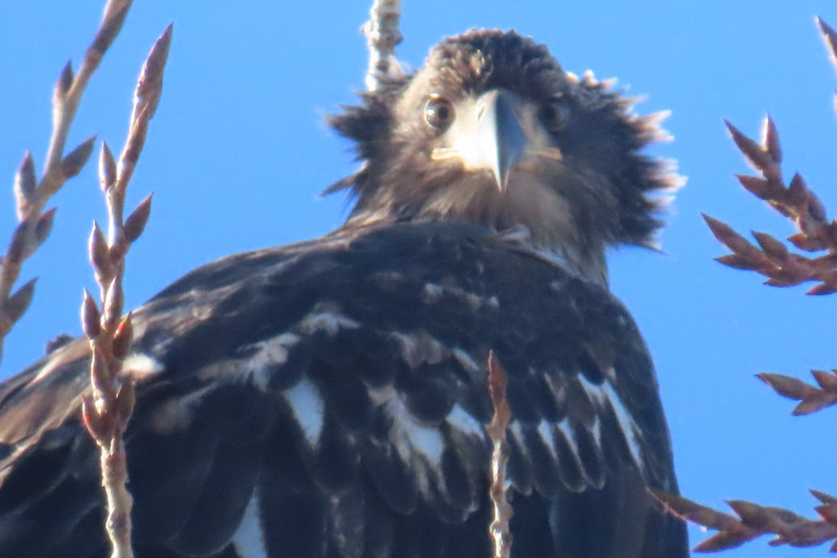 Bald Eagle - ML647577275