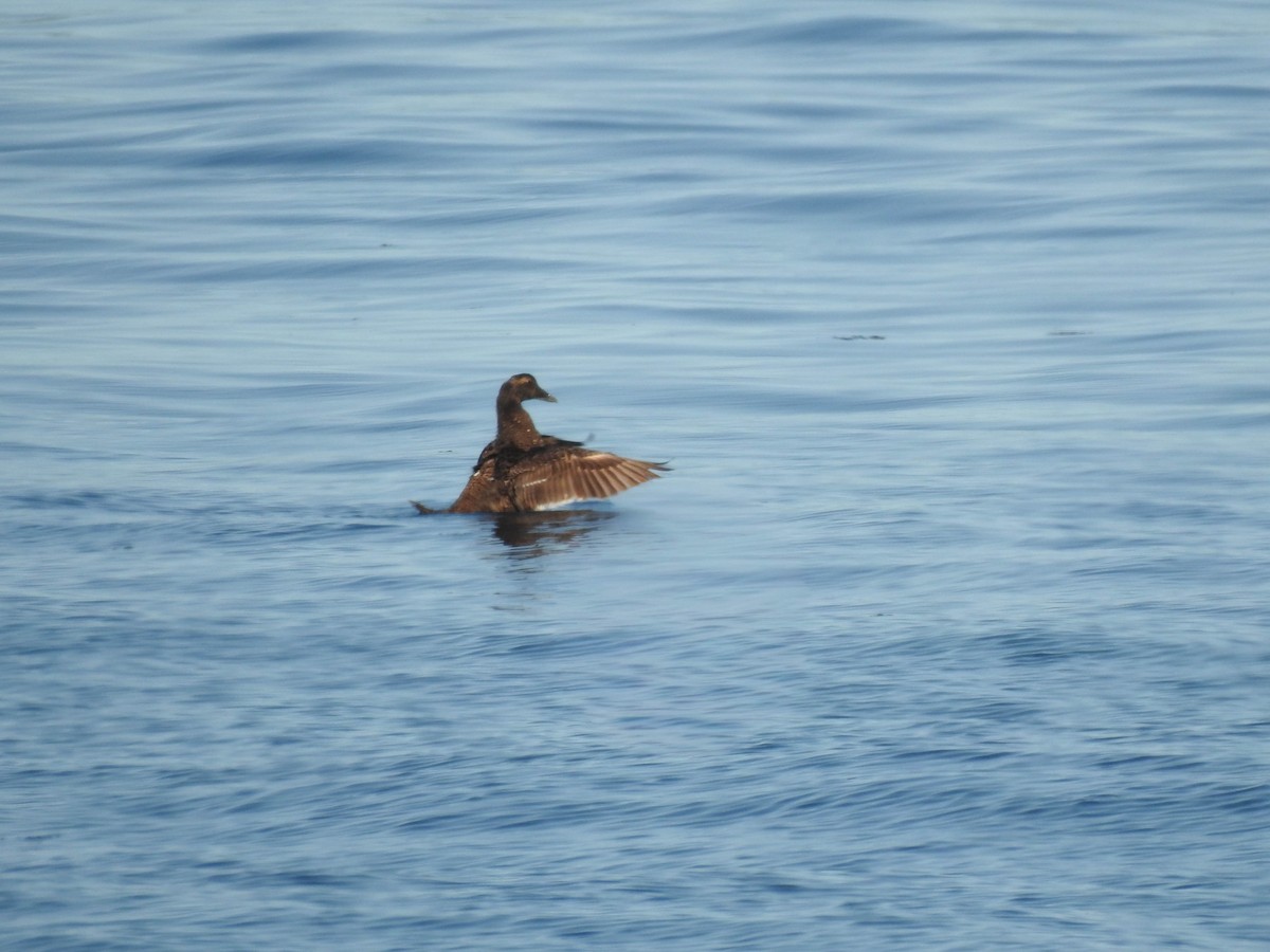 Éider Común - ML647577300