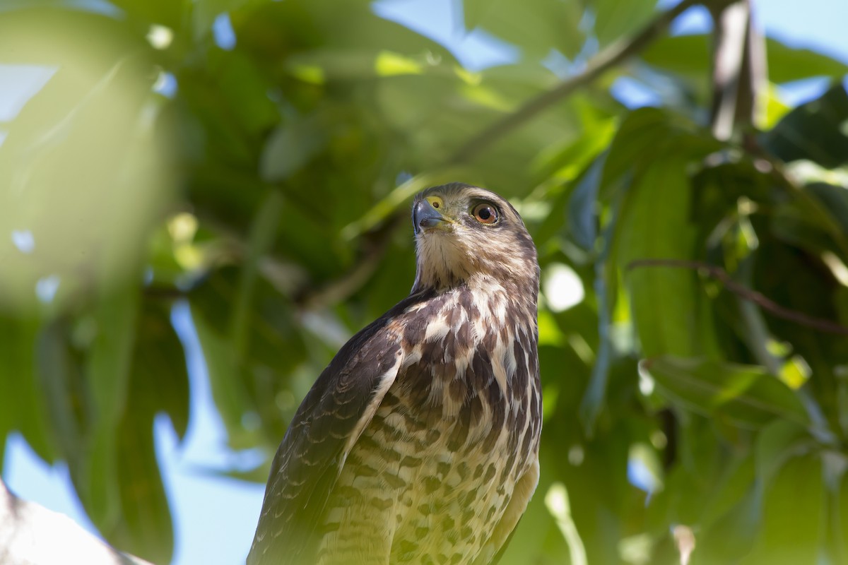 Roadside Hawk - ML647577301