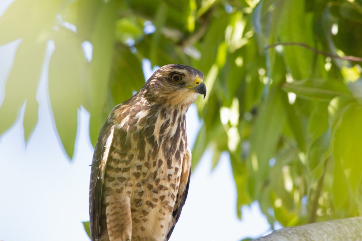 Roadside Hawk - ML647577302