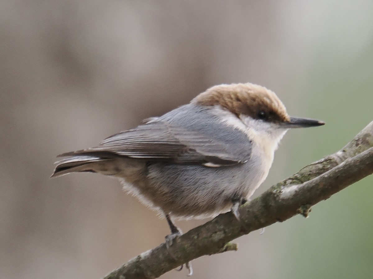 Brown-headed Nuthatch - ML647577303
