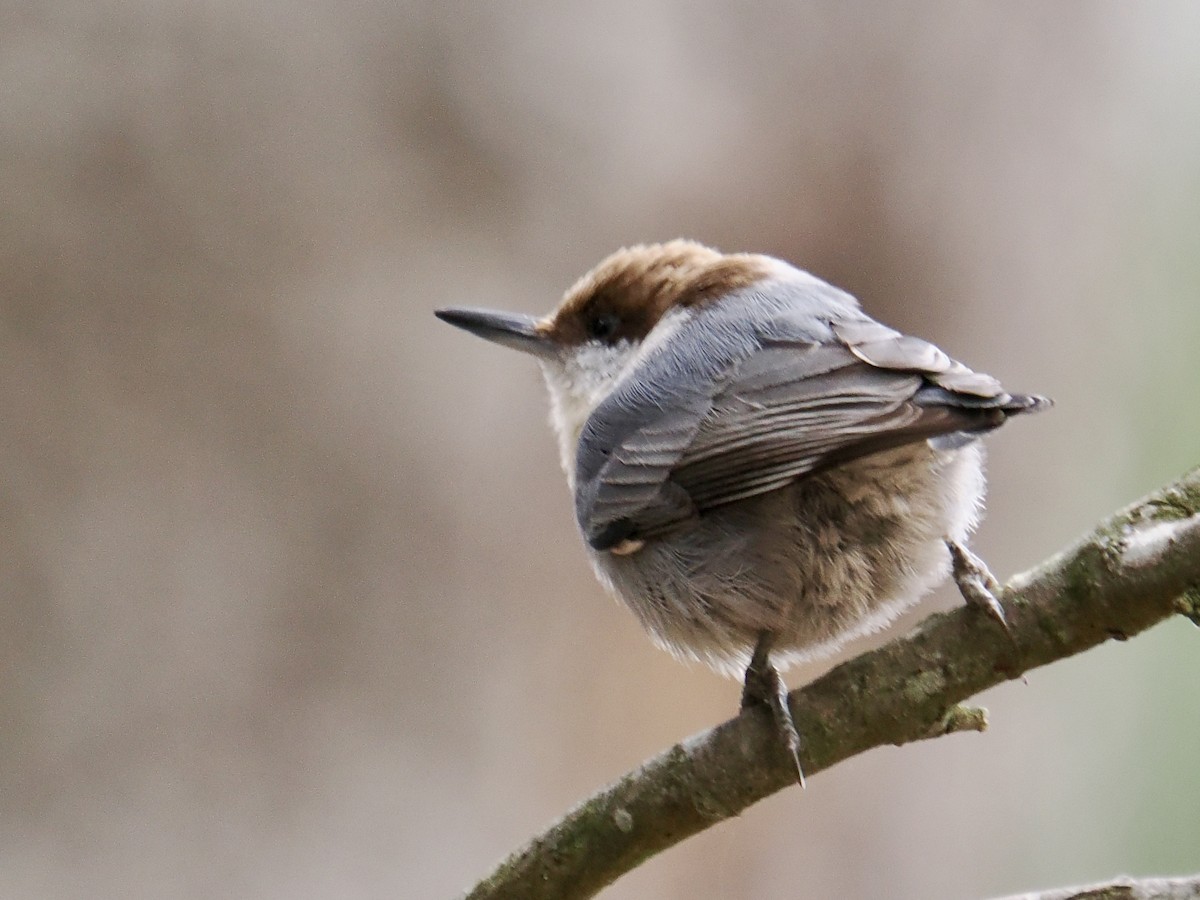 Brown-headed Nuthatch - ML647577304