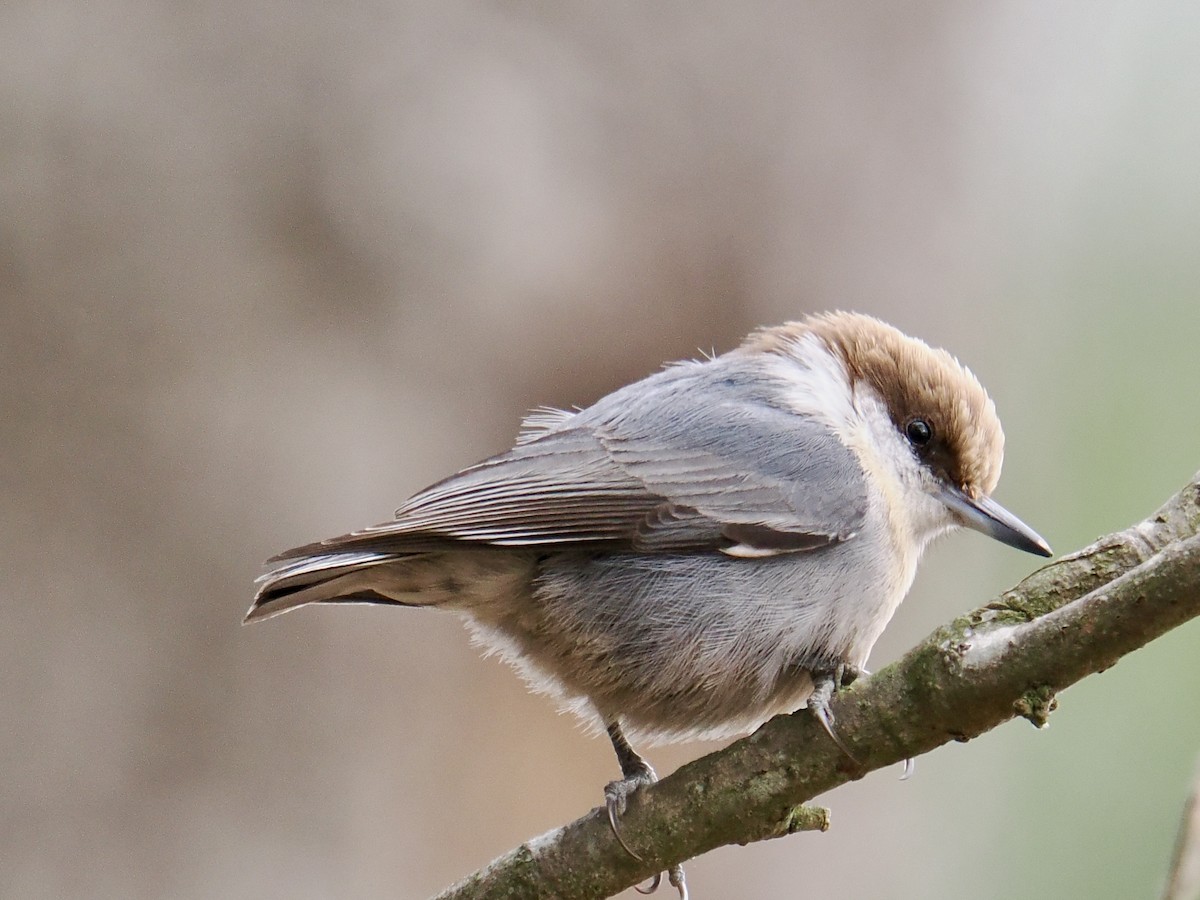 Brown-headed Nuthatch - ML647577305