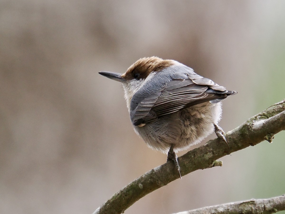 Brown-headed Nuthatch - ML647577306
