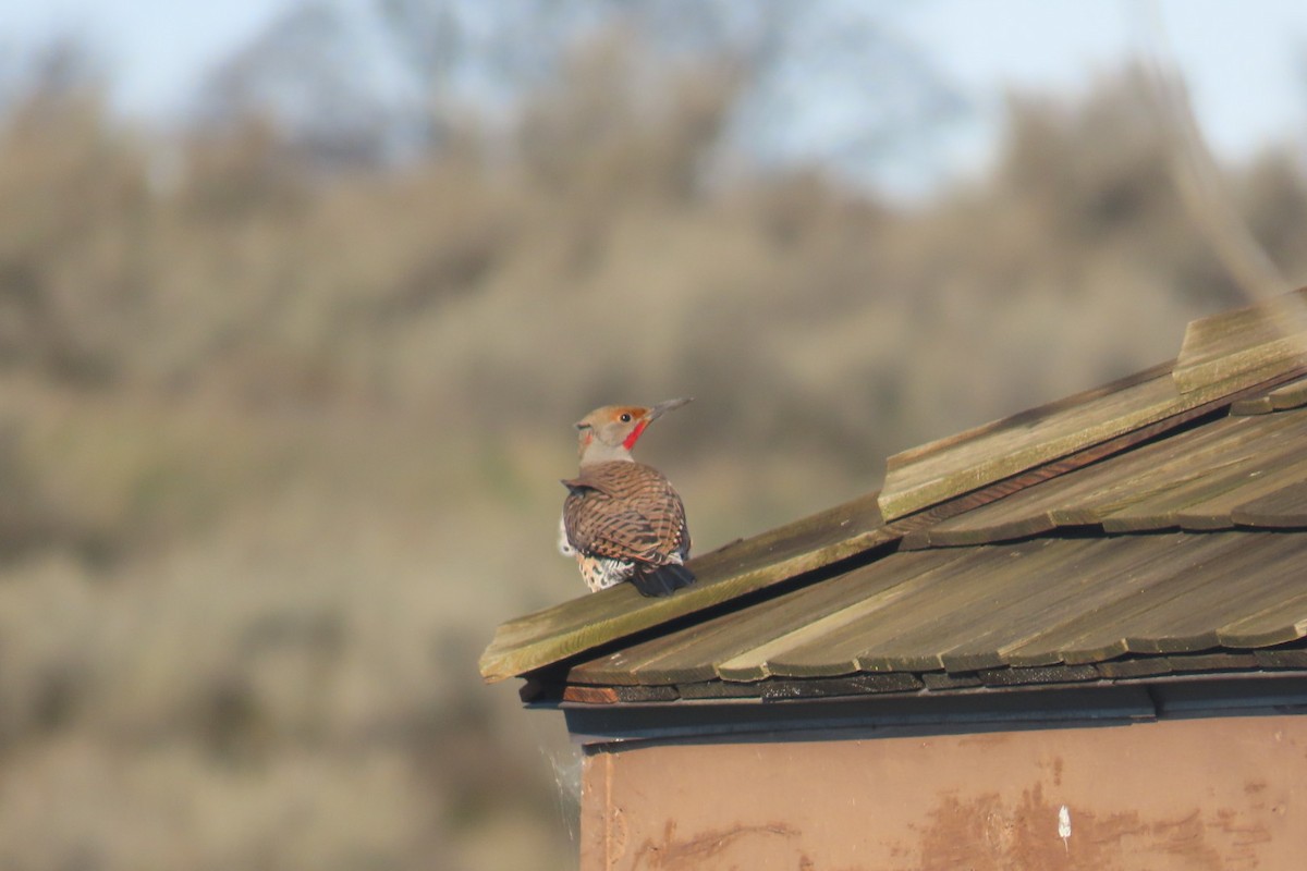Northern Flicker - ML647577315