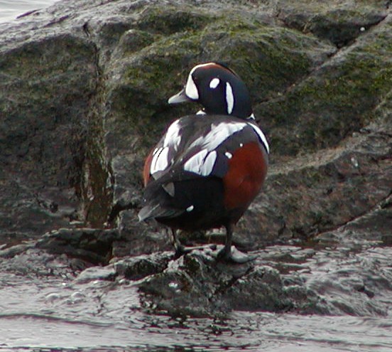 Harlequin Duck - ML647577318