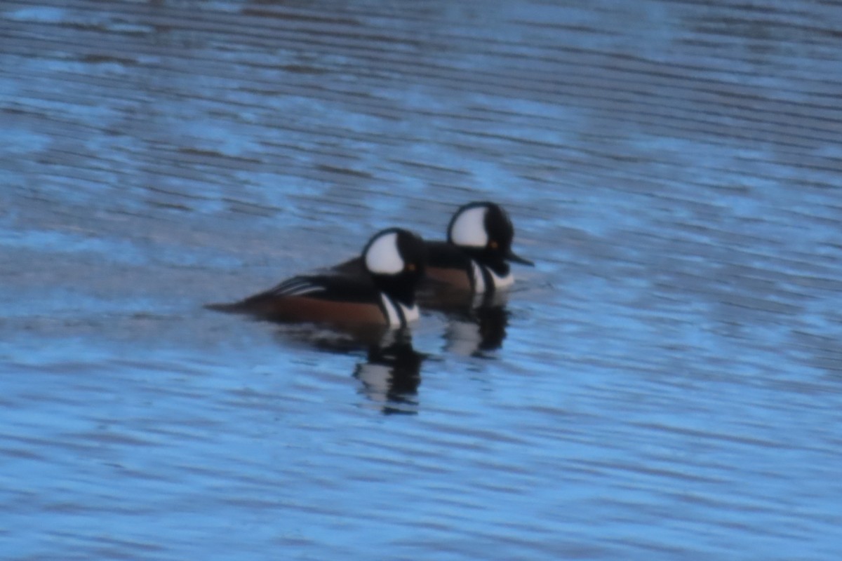 Hooded Merganser - ML647577322