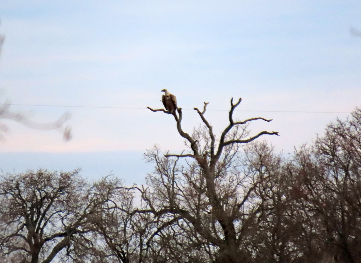 Vautour fauve - ML647577323