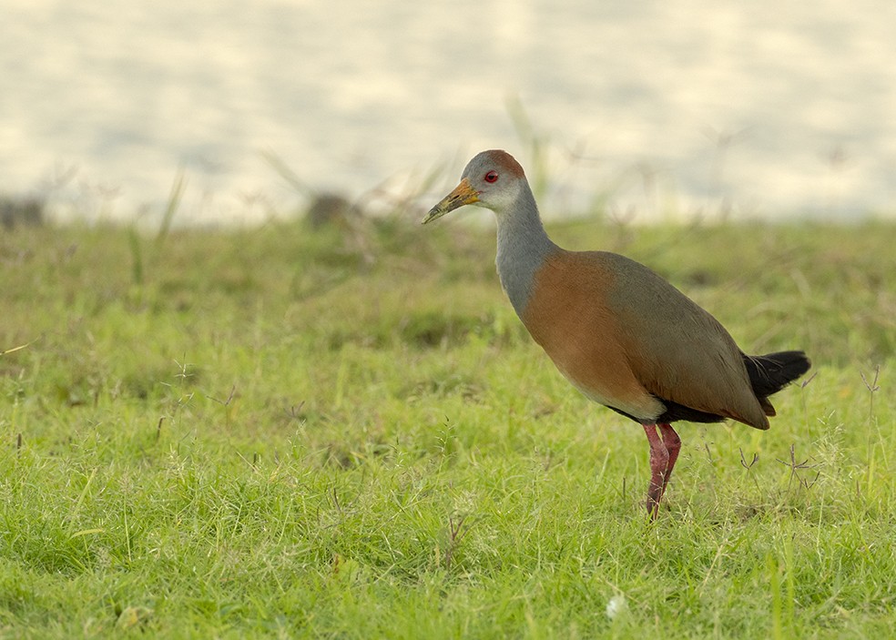 Russet-naped Wood-Rail - ML647577327