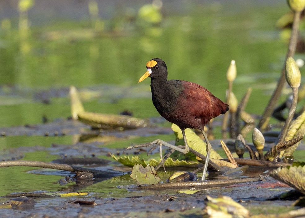 Northern Jacana - ML647577339