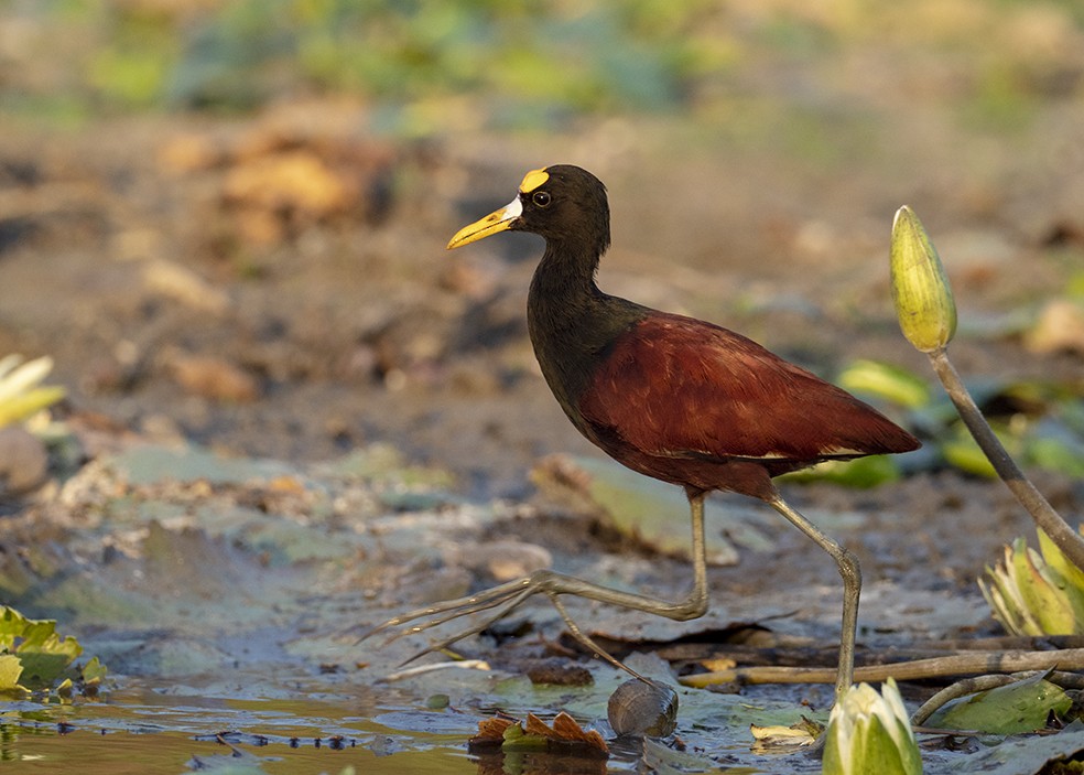 Northern Jacana - ML647577340