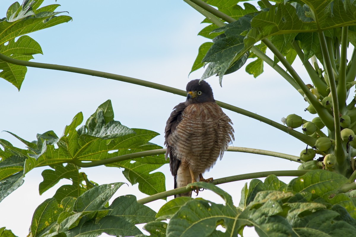 Roadside Hawk - ML647577358
