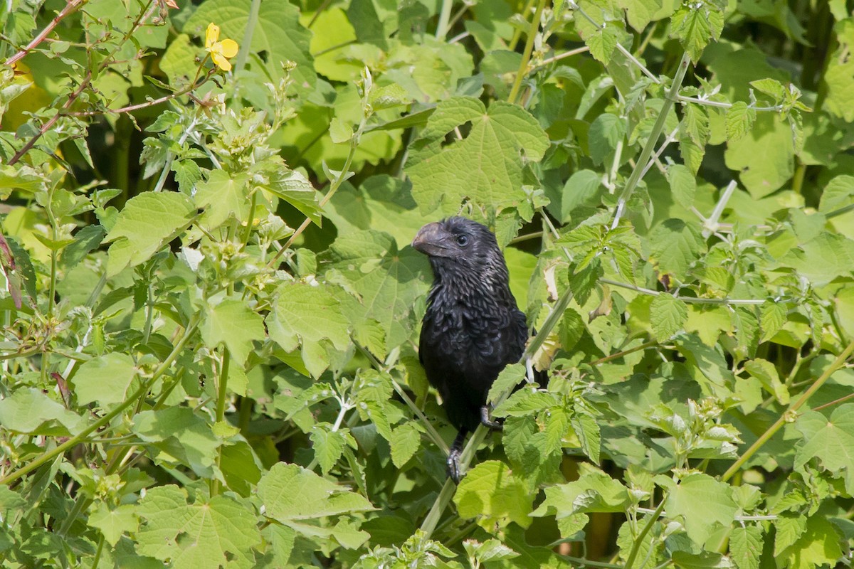 Smooth-billed Ani - ML647577378