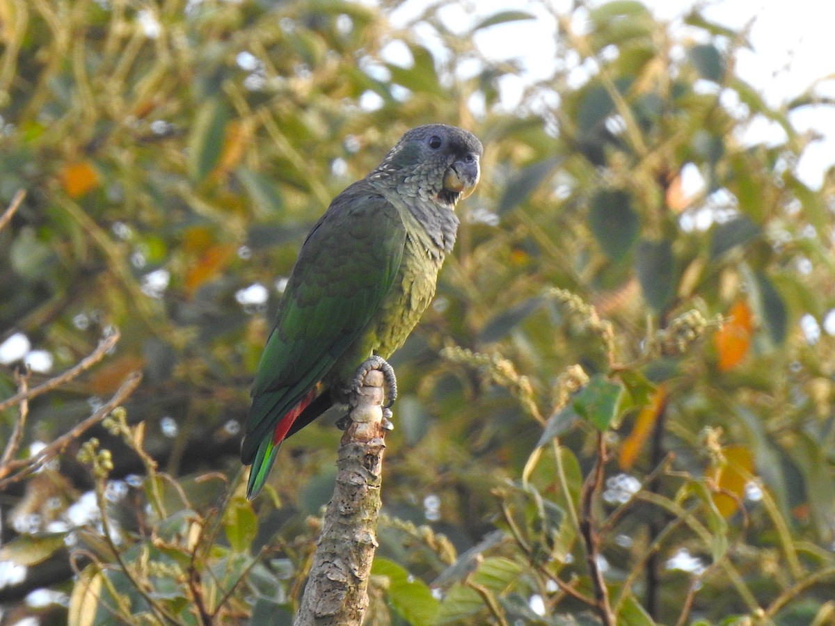 Scaly-headed Parrot - ML647577387