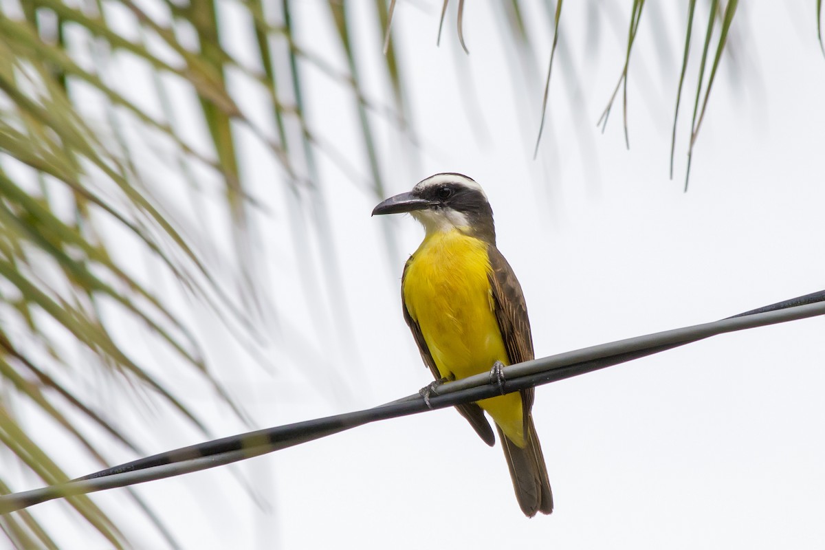 Boat-billed Flycatcher - ML647577409