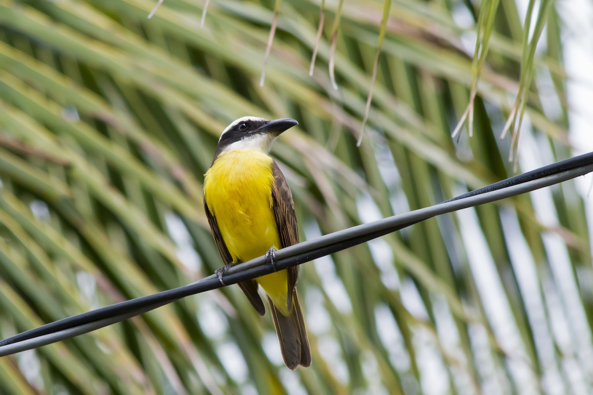 Boat-billed Flycatcher - ML647577410