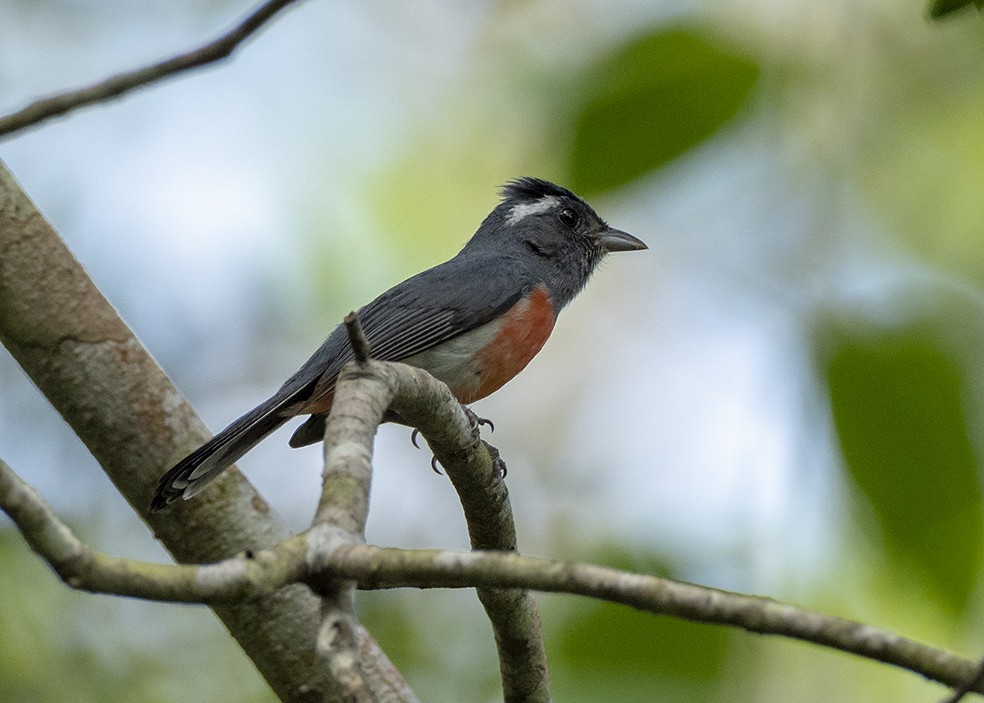 Gray-throated Chat - ML647577411