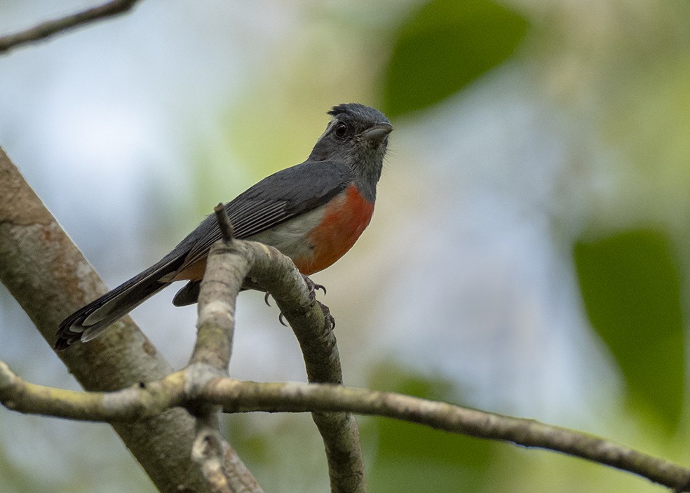 Gray-throated Chat - ML647577412