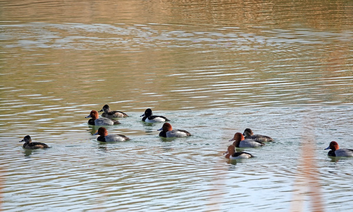 Porrón Americano - ML647577415