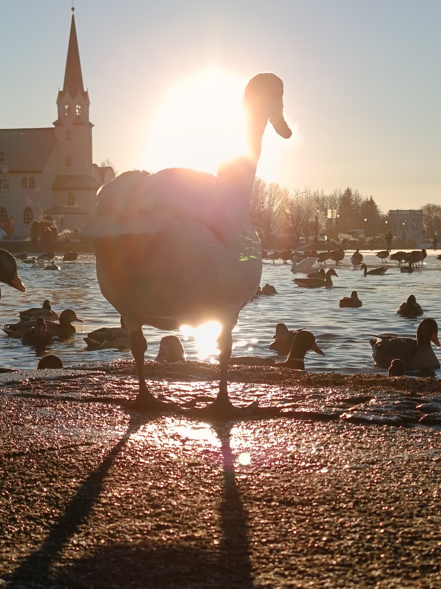 オオハクチョウ - ML647577418