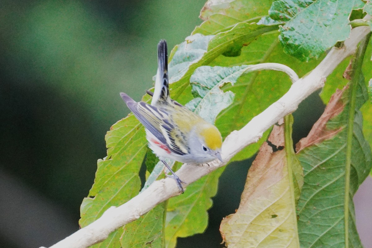 lesňáček rezavoboký - ML647577437