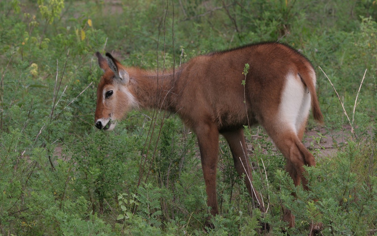 Northern Bushbuck - ML647577446