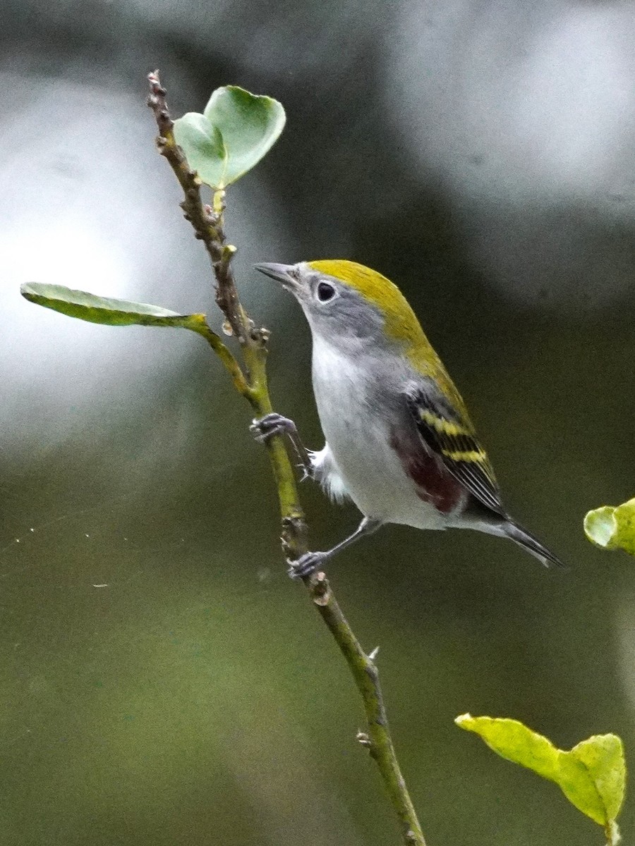 lesňáček rezavoboký - ML647577463