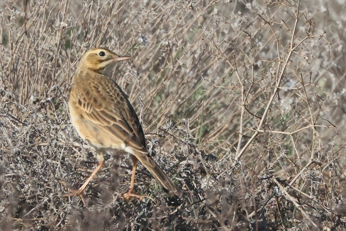 Richard's Pipit - ML647577501