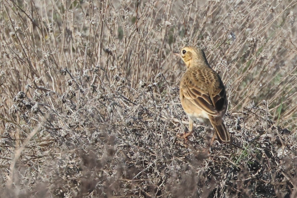 Richard's Pipit - ML647577502