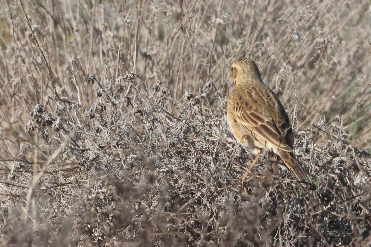 Richard's Pipit - ML647577503
