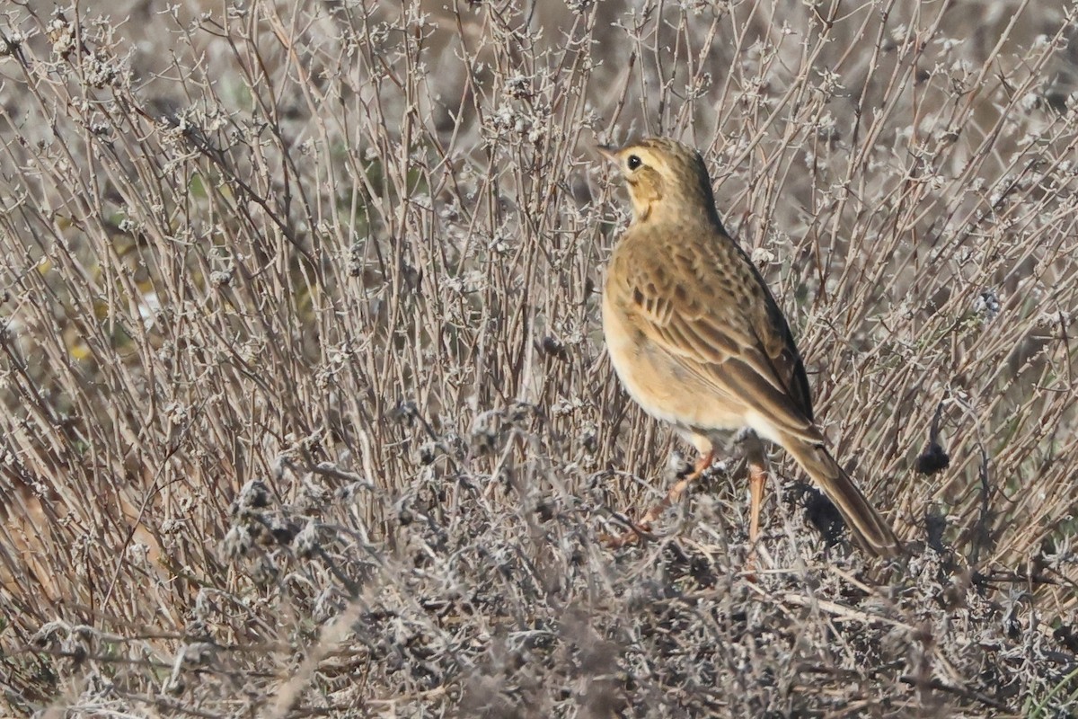 Richard's Pipit - ML647577504